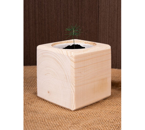 Набор для выращивания «Экокуб», ель голубая