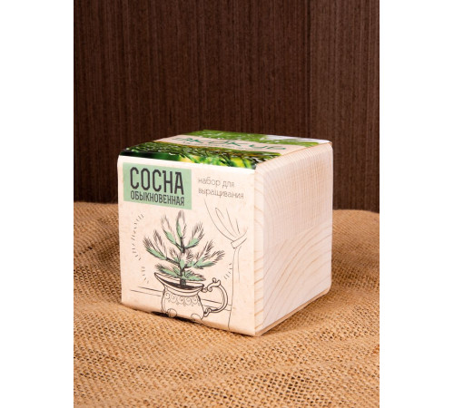 Набор для выращивания «Экокуб», сосна