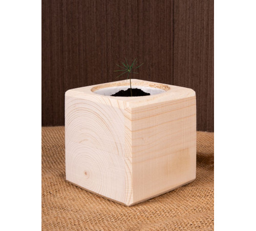 Набор для выращивания «Экокуб», сосна