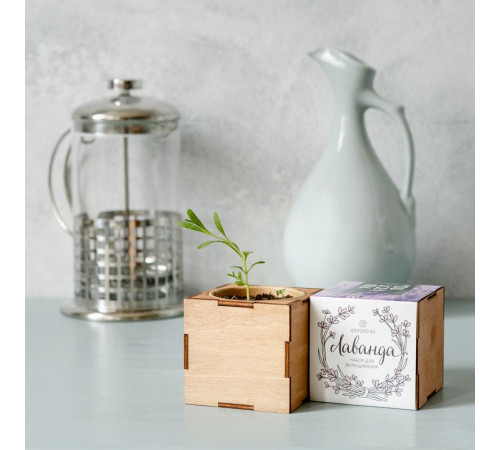 Набор для выращивания «Экокуб Lite», лаванда