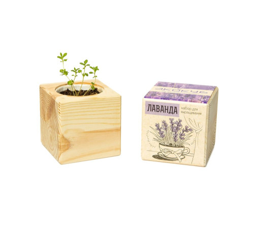 Набор для выращивания «Экокуб», лаванда