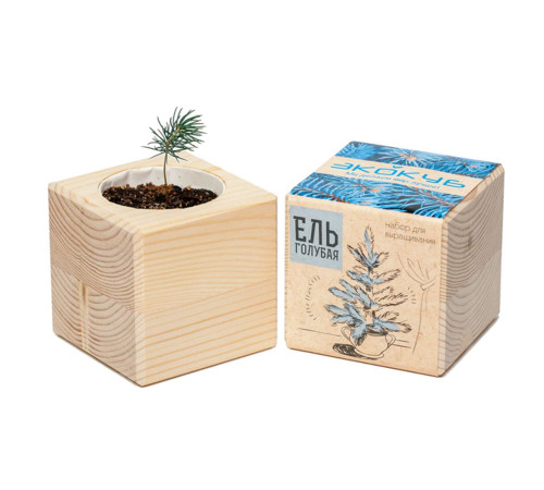 Набор для выращивания «Экокуб», ель голубая