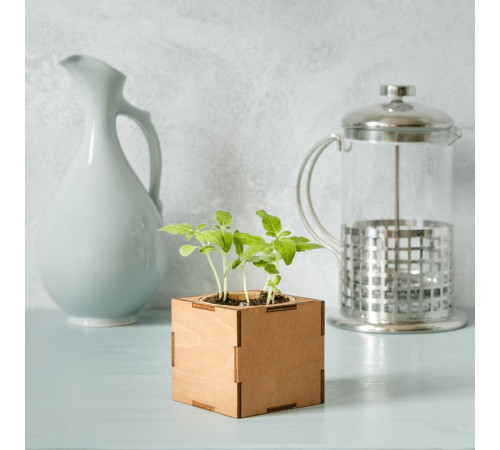 Набор для выращивания «Экокуб Lite», ель голубая