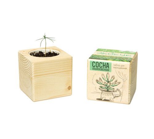 Набор для выращивания «Экокуб», сосна