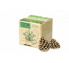 Набор для выращивания «Экокуб», сосна