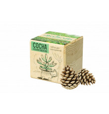 Набор для выращивания «Экокуб», сосна