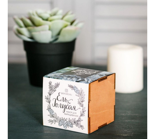 Набор для выращивания «Экокуб Lite», ель голубая